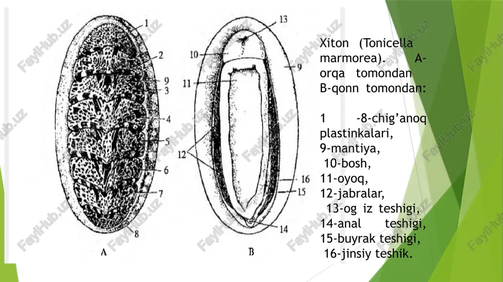 qalqondorlar yaʼni xitonlar (loricata, polyplacophora) sinfi - Page 4