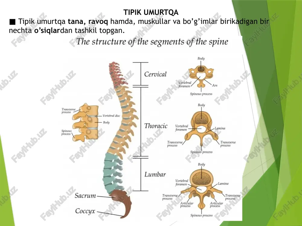 umurtqa pog’onasi, umurtqa suyagi, intervertebral disklar. - Page 4