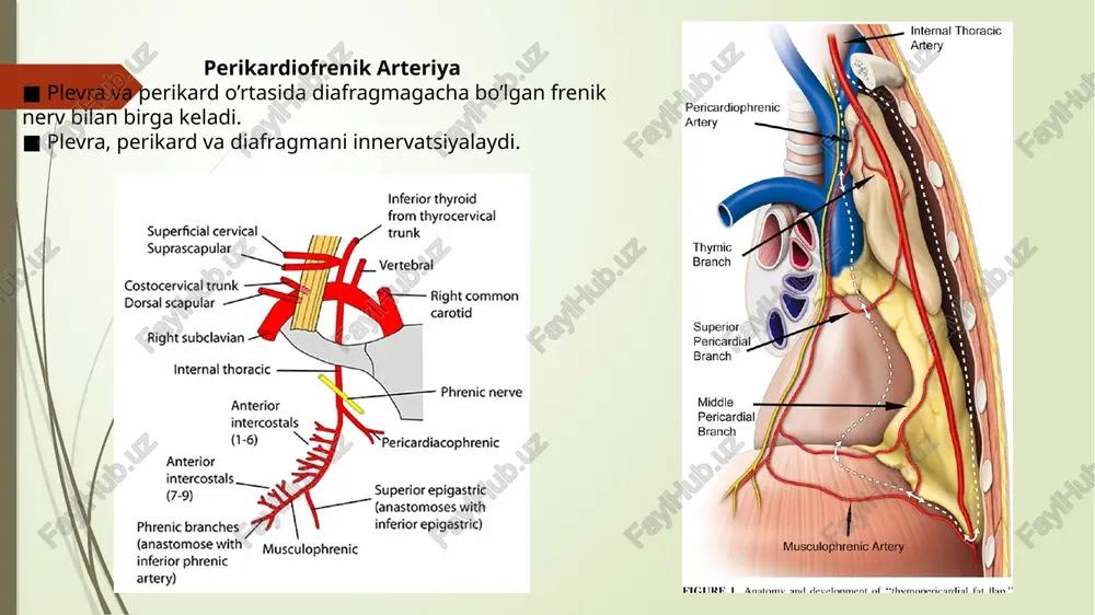 ko’krak qafasi nervlari va qon tomirlari - Page 4