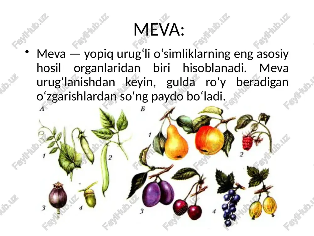 tniki esa gul o‘rni bilan uziladi. xo‘jag’at mevasi sinkarp meva: sinkarp mevalar (yunon. s i n — birgalikda; k a r - p o s — meva) — eng ko‘p uchraydigan mevalar guruhidir. a — ho‘l va quruq sinkarp mevalar: i — ko‘pbargakli sinkarp; 2 — (ochiladigan) qalpoqchali ko‘sak (mingdevona); 3 — yon qo‘zoq bo‘lagi bilan ochiladigan ko‘sak; 4 — ikki chanoqli qo‘zoq; 5— olma (ra’noguldoshlar oilasining olma kenja oila vakillarida); 6 — qo‘zoqcha butguldoshlar; 7 — gesperidiy (ho‘l sinkarp meva — sitruslarda); 8 — rezavor meva, yumshoq meva yoki ko‘p urug‘li; danaksiz meva (uzum, pomidor, baqlajon kabilar); 9— ikkiga bo‘linadigan merikarpiy; 10 — ko‘pdanakli sinkarpiy (semizo‘t); 11 — qo‘zoq (ko‘pchilik butguldoshlar); 12 — to‘rtta eremadan tashkil topgan senobiy (labguldoshlar, kampirchapondoshlar). sinkarp meva turlari: morfologik jihatdan sinkarp mevalar quydagi turlarga bo’linadi: ko’sak yoki chanoq qo’zoqcha qanotli rezavor yoki yumshoq meva ko‘sak meva: ko‘sak yoki chanoq — ko‘p urug‘li meva. ular …