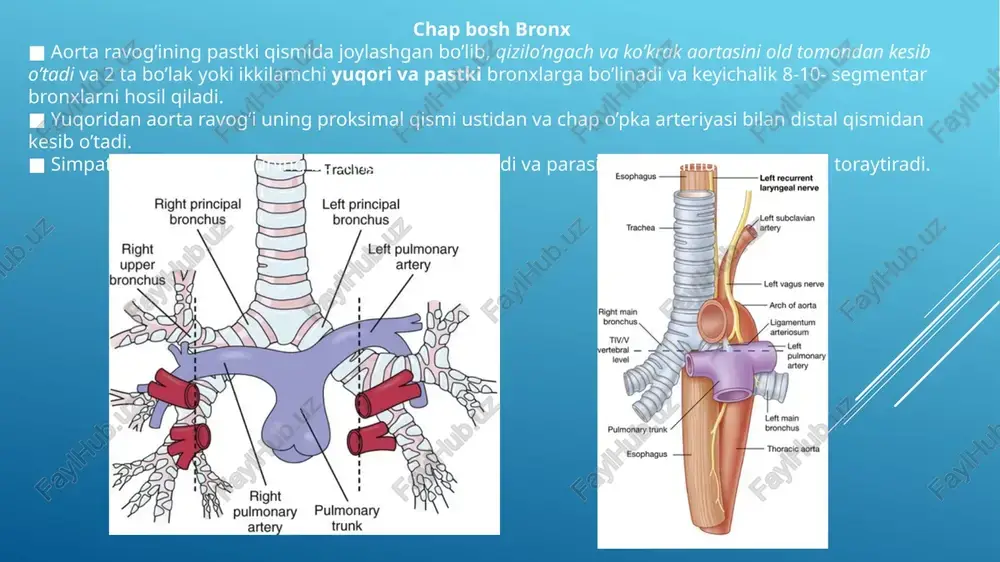 traxeya va bronxlar, plevra va plevra bo’shlig’i - Page 4
