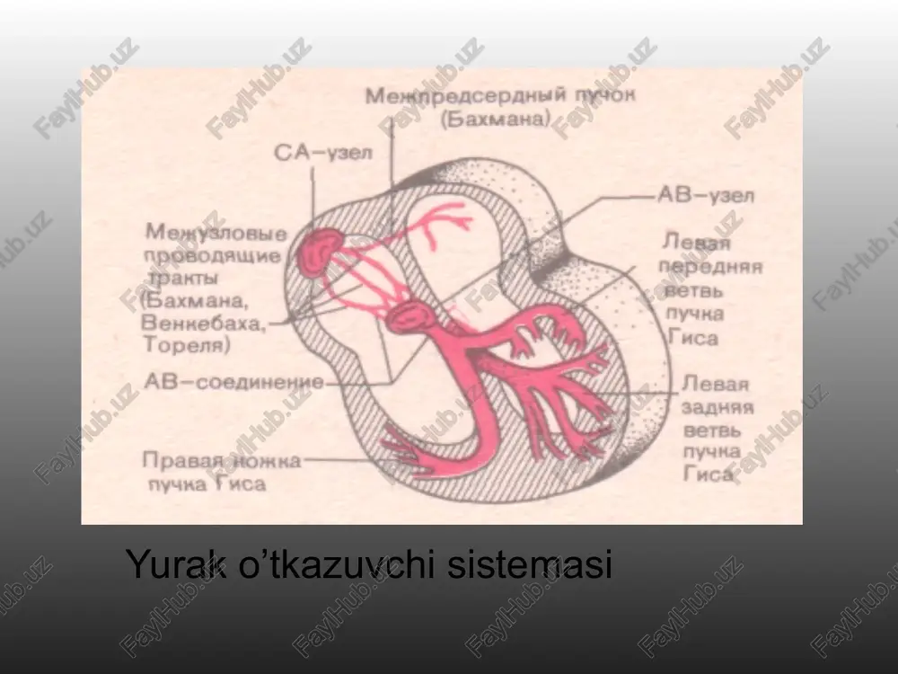 ligining buzilishi sinusli taxikardiya:yurak qisqarishlari 90-120 tadan 150 tagacha etgan hollarda ro’y beradi. bunday holat kuchli his hayajondan, og’ir mehnat faoliyatidan, so’ng hamda yurak nuqsonlarida uchraydi. sinusli bradikardiya: sog’lom odamlarda sovuq ob- havo ta’sirida, yoki sport muntazam shug’illanuvchilarda uchraydi. sinusli bradikardiya miya o’smalari, meningit, miyaga qon qo’yilishi qabilarda bosh ichki bosimning oshishida, miokard infarktining ba’zi turlarida ro’y beradi. sinus taxikardiyasi, bradikardiyasi va aritmiyasi yurak ritmi buzilishlarida ekg ko’rinishi ekstrasistoliya ▪ yurakning navbatdan tashqari favqulotdagi qisqarishi. ▪ yurak o’tkazuvchi qismlaridagi o’tkazuvchi nuqtalarning qayta qo’zg’alishidan paydo bo’ladi. ekstrasistoliya bo’lmachalar ekstrasistolasiga quydagilar xosdir: - yurak kompleksning navbatdan tashqari hosil bo’lishi - r – tishchaning saqlanishi va uning t- tishcha ustiga tushib qolishi. 📫 qrs qorincha kompleksning normal holda qolishi. - t – r diastolik pauzaning uzayishi. bo’lmachalar ekstrasistoliyasi qorinchalar ekstrasistolasi: - navbatdagi tashqari qrs qorincha kompleks hosil bo’lishi. - r – tishchaning yo’qolishi - qrs – kompleksning deformasi, uning quvvati va davomiyligining o’zgarishi …