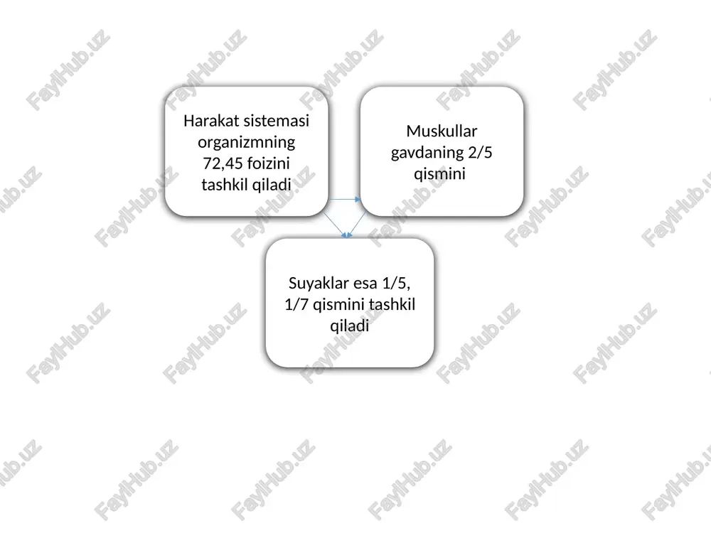 muskullar haqida umumiy ma’lumotlar - Page 4