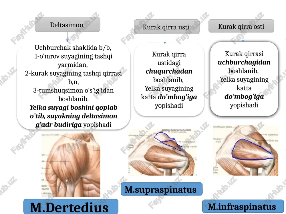 g’dr budr domboqchasidan, tirsak bog’imi kapsulasidan boshlanib, 3 kaft suyagining orqa sathiga yopishadi panja muskullari bosh barmoqni uzoqlashtiruvchi muskul kagftning o’rta guruh muskullari jimjiloq tepaligi mushaklari tenr gipotenr mezatena bosh barmoqni uzoqlashtiruvchi kalta muskul, qayiqsimon trapestsiya suyagidan bosh barmoqning praksimal fangasiga bosh barmoqni boshqa barmoqlarga qarama qarshi qo’yadigan trapetsiya suyagidan boshlanib 1-kaft suysgiga birikadi bukuvchi kalta muskul 2 boshchadan iborat, trapetsiyasimon suyakdan boshlanib bosh barmoqning praksimal fangasiga bosh barmoqni yaqinlashtiruvchi muskul. boshchali suyakdan 3kaft suyagdan boshlanadi bosh barmoqning praksimal fangasiga oyoq muskullari chanoq son oldingi orqa yonbosh bel kichik bel katta dumba dumbaning o’rta dumbaning kichk noksimon muskul ichki yopg’ich ustki va ostgi egizak 4 boshli tashqi yopgich oldingi orqa medial 4 boshli mashinachalar taroqsimon s,yaqnlashtrvchuzun m nozik muskul s,yaqnlashtrvchkatta m yarim parda muskil 2 boshli muskuli yarim pay muskil chanoq oldingi orqa yonbosh bel kichik bel katta dumba dumbaning o’rta dumbaning kichk noksimon muskul ichki yopg’ich ustki va ostgi …