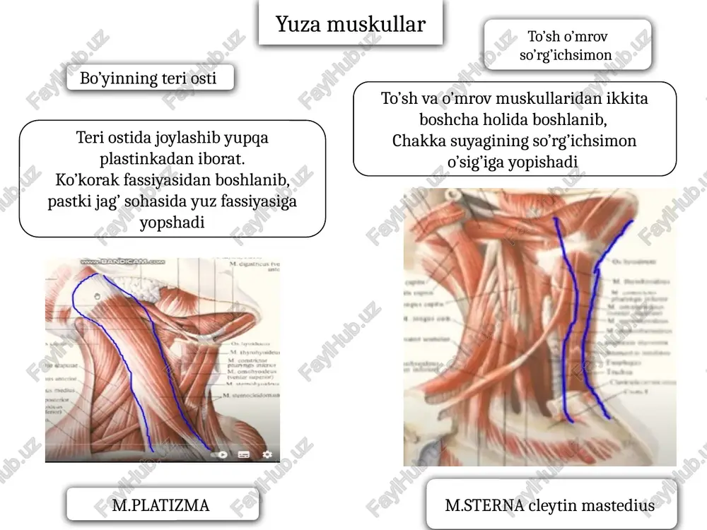 i qirg’og’idan yanoq ravog’idan boshlanib, pastki jag’ suyagining shu nomli g’adr budiriga yopishadi chakka suyagining pallasidan boshlanib, pastki jag’ suyagining tojsimon o’sig’iga yopishadi ponasimon suyak katta qanotining pastki yuzasidan va qanotsimon o’sig’idan boshlanib, pastki jag’ suyagining bo’g’im o’sig’i bo’yniga yopishadi qanotsimon o’siqning shu nomli chuqurchasidan boshlanib, pastki jag’ burchagining ichki yuzasiga yopishadi chakka muskuli, m.temporalis chaynov muskuli,m.masseter lateral muskul m.ptridious laterialis medial muskul m.ptridious medialis image1.png image2.png image3.png image4.png image5.png image6.png image7.png image8.png image9.png image10.png image11.png /docprops/thumbnail.jpeg