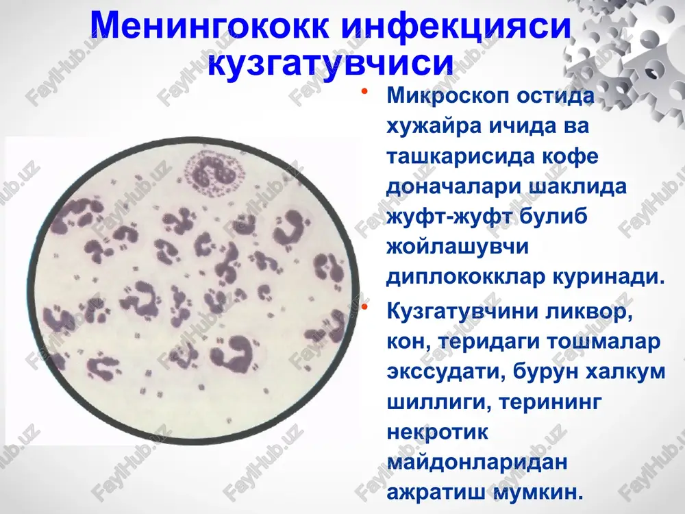 kul-oyoklarda, dumbada kuprok joylashadi. meningokokkemiya (meningokokkli bakteremiya, meningokokkli sepsis) toshma ulchamlari nuktali kon kuyilishlidan to markazda joshlashgan yirik nekrozalrgacha bulishi mumkin. keyinchalik yirik zararlanish soxalarida nekrozlar kuchadi va chandiklar xosil buladi. toshmaning kayta rivojlanishi zaralanishning kengligi va xarakteriga boglik. rozeolez-papulez toshmalar 1-3 kundan sung izsiz yukoladi, chukur nekroz soxalarida uzok vakt bitmaydigan yaralar xosil buladi. 3-7 % xollarda bugimlar zaralanishi – artritlar kuzatiladi. uveitlar, xamda boshka a'zo va tizimlarning zaralanishi xam kuzatilishi mumkin. meningokoktsemiyaning klinik kurinishlari meningokoktsemiya meningokokktsemiyadagi toshmalar meningokokemiyaning ogirlik mezoni ogirlik buyicha: engil, urta ogir ogir shakli. ogirlik mezoni : toksikoz simptomning namoenligi xushning uzgarishi tana xaroratining darajasi gemorragik- nekrotik toshmaning kupligi va razmerlari meningokokkemiyaning yashinsimon kechadigan shakli - (uta utkir meningokokkli sepsis) kasallik utkir, tusatdan xarorat kutarilishi 39-40•s bilan boshlanadi, kaltirash, et uvishishi, kupgina gemorragik toshishi bilan namoenlanadi, katta kismiga kon kuyilish kuzatiladi, ab tushadi, kon aylanish etishmovchiligi, dvs, mushaklar gipotoniyasi, talvasalanish rivojlanadi. bu shakl infektsion-toksik shok …