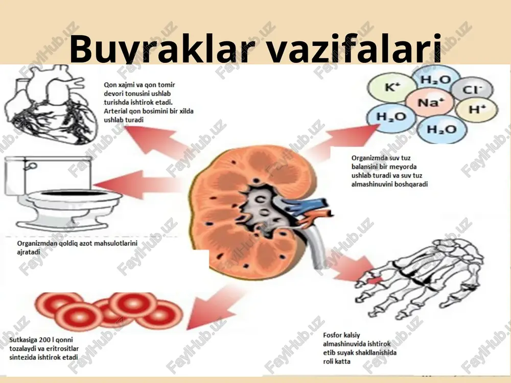buyrak kasalliklari da klinik laborator ko’rsatkichlar - Page 4