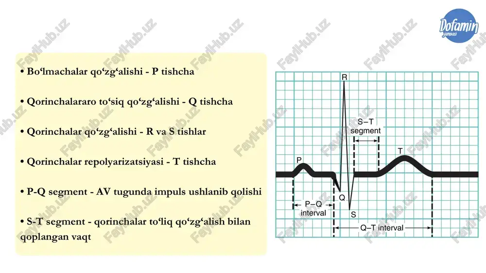 online ekg darslari - Page 4