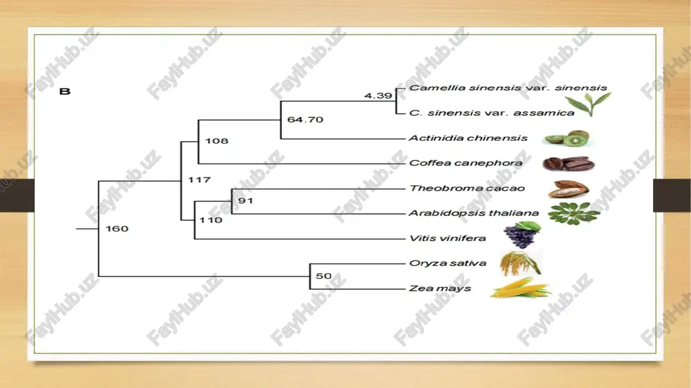 taqqoslov genomika va pan-genom ortolog paralog,snyteny - Page 4