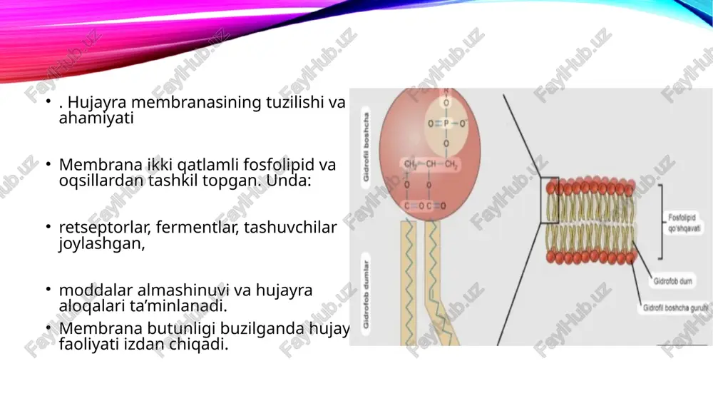 imni qo‘yish, kimni qo‘ymaslikni biladi” 2. fosfolipid ikki qavati — membrana asosan ikki qatlamli yog‘lardan (fosfolipidlardan) tashkil topgan. ular suvni yoqtirmaydigan “dum” va suvni yoqtiradigan “bosh” qismdan iborat bo‘ladi. 3. suyuq mozaika modeli — membrana “qotib qolgan devor” emas, balki doim harakatlanib turuvchi suyuq muhit. oqsillar, lipidlar va uglevodlar unda “suzib yuradi”. 4. har bir hujayraning “barmoq izi” bor — membranadagi glikoproteinlar va glikolipidlar har bir hujayra turiga xos, ularni tanib olish uchun “shaxsiy kod” vazifasini bajaradi. shu sababli, masalan, transplantatsiyada moslik muhim! 5. elektr potensiali mavjud ⚡️ — hujayra membranasi ichki va tashqi qismi o‘rtasida -70 mv atrofida elektr farqi saqlanadi. shu narsa nerv impulslarini uzatish uchun juda zarur. 6. oqsil “eshiklar” — ayrim moddalarga yo‘l berish uchun membranada ion kanallari yoki transport oqsillari joylashgan. ular “eshikchi” kabi har bir modda uchun alohida yo‘l ochadi. 7. viruslar va bakteriyalar membranani “eshik” sifatida ishlatadi — ular membranadagi maxsus retseptorlarga yopishib, …