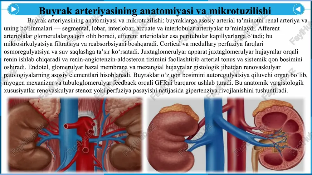 pertenziya bilan namoyon bo‘ladi. bemorlarda tez-tez qon bosimi keskin ko‘tarilishi, dori kombinatsiyasiga kam taʼsir qilish, yoki bir tomonlama buyrak hajmining kamayishi kuzatiladi. abdominal yoki renal arterial shovqin (bruit) auskultatsiyada eshitilishi mumkin. shuningdek, yangi boshlagan gipertenziya yoki tez rivojlangan buyrak funksiyasi buzilishi shubha uyg‘otadi. anamnez va fizik tekshiruv qo‘shimcha tekshiruvlar uchun yo‘naltiradi va revaskulyarizatsiya ehtimolini baholashda muhimdir. klinik belgilari laborator va funktsional baholar: kreatinin, gfr, elektrolitlar va siydik tahlili buyrak funksiyasini aniqlash uchun birinchi qadam hisoblanadi. plazma renin faolligi va aldosteron darajasi baʼzi hollarda yordam beradi, ammo natijalar klinik kontekstga bog‘liq. captopril sinovi yoki radionuklid renogramma perfuziya asimmetriyasini aniqlashda foydali bo‘lishi mumkin. bu testlar perfuziya va funktsiyani baholab, kimlarda invaziv tasvirlash yoki revaskulyarizatsiya ko‘rsatma ekanligini aniqlashga yordam beradi. laborator va funktsional maʼlumotlar terapiya va prognoz belgilashda qo‘llanadi. laborator va funktsional baholar instrumental tasvirlash: noninvaziv usullar diagnostic oqimda birinchi qadam. renal doppler ultratovush arterial oqim tezligini va resistiv indeksni baholab, stenoz shubhasini …
