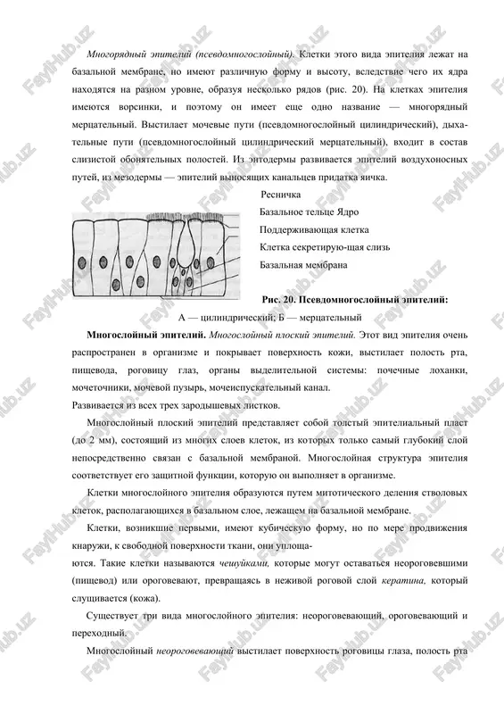 vivaetsya iz entodermi i mezodermi. mertsatelniy epiteliy (resnichniy) predstavlen kletkami tsilin​dricheskoy formi, imeyushimi na svobodnix poverxnostyax mnogochis​lennie resnichki i assotsiiruyushimisya s bokalovidnimi kletkami, sekretiruyushimi sliz (ris. 19). on vistilaet yaytsevodi, gde sposob​stvuet dvijeniyu polovix kletok, jeludochki golovnogo mozga, spin​nomozgovoy kanal i dixatelnie puti. mnogoryadniy epiteliy (psevdomnogosloyniy). kletki etogo vida epi​teliya lejat na bazalnoy membrane, no imeyut razlichnuyu formu i vi​sotu, vsledstvie chego ix yadra naxodyatsya na raznom urovne, obrazuya ne​skolko ryadov (ris. 20). na kletkax epiteliya imeyutsya vorsinki, i po​etomu on imeet eshe odno nazvanie — mnogoryadniy mertsatelniy. vi​stilaet mochevie puti (psevdomnogosloyniy tsilindricheskiy), dixa​telnie puti (psevdomnogosloyniy tsilindricheskiy mertsatelniy), vxodit v sostav slizistoy obonyatelnix polostey. iz entodermi raz​vivaetsya epiteliy vozduxonosnix putey, iz mezodermi — epiteliy vinosyashix kanaltsev pridatka yaichka. resnichka bazalnoe teltse yadro podderjivayushaya kletka kletka sekretiruyu-shaya sliz bazalnaya membrana ris. 20. psevdomnogosloyniy epiteliy: a — tsilindricheskiy; b — mertsatelniy mnogosloyniy epiteliy. mnogosloyniy ploskiy epiteliy. etot vid epiteliya ochen rasprostranen v …