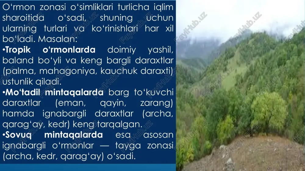 uproq, namlik va relyef sharoitlariga bog‘liq holda shakllanadi. har bir o‘rmon turi (tropik, subtropik, bargli, ignabargli yoki aralash o‘rmon) o‘ziga xos o‘simlik jamoalariga ega bo‘lib, ular tabiiy muhit muvozanatini saqlashda beqiyos rol o‘ynaydi.  o‘rmon o‘simliklari nafaqat atmosferadagi kislorod manbai, balki suv aylanishi, tuproq unumdorligi va iqlim barqarorligining asosiy omilidir. ularning keng areallarda tarqalishi biologik xilma-xillikni oshiradi, turli hayvonlar uchun yashash joy yaratadi. shuningdek, o‘rmonlar insoniyat uchun yog‘och, dorivor o‘simliklar, oziq-ovqat va boshqa ko‘plab foydali resurslar manbaidir. slayd 1, mavzu: oʻrmon zonasi oʻsimliklari va ularning areallari slayd 2 slayd 3 slayd 4 slayd 5 slayd 6 slayd 7 slayd 8 slayd 9