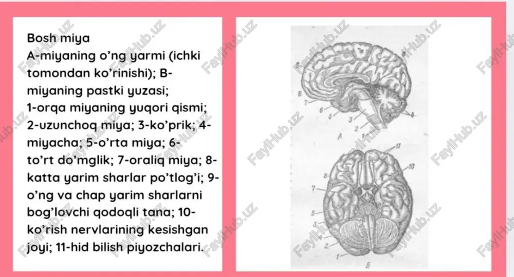 bosh miyyaning rivojlanishi . - Page 4