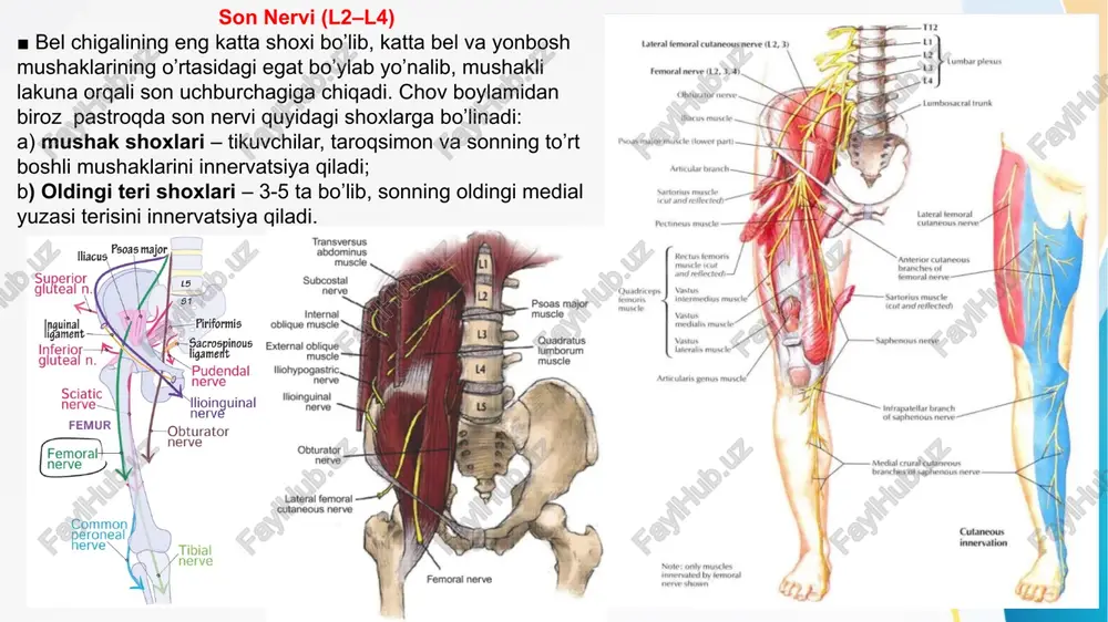 arini beradi. ■ bukuvchi retinakulum (ushlab turuvchi) ostida medial va lateral kaft nervlariga bo'linish orqali tugaydi. medial kaft nervi (n.plantaris medialis) ■ bukuvchi retinakulum ostida, bosh barmoqning uzoqlashtiruvchi mushaklarni orqa qismiga chuqur kirib, katta boldir nervidan kattaroq terminal tarmoq sifatida paydo bo'ladi. ■ bosh barmoqning uzoqlashtiruvchi va barmoqlarni bukuvchi kalta mushaklar o'rtasidan distal holatda o'tadi va ularni innervatsiya qiladi. ■ bosh barmoqni bukuvchi kalta va birinchi lumbrikal va medial uchta yarim barmoqlarning terisini ta'minlaydigan tarmoqlarni keltirib chiqaradi. ■ umumiy barmoq shoxlariga tarmoqlar beradi, ular to’g’ri barmoq shoxlariga bo’linadi. bu shoxlar bosh barmoqni bukuvchi kalta va birinchi chuvalchangsimon muskulni hamda uchinchi va birinchi yarim barmoq terisini nerv bilan ta’minlaydi. lateral kaft nerv (n.plantaris lateralis) ■ tibial nervning kichikroq yakuniy tarmogʻi hisoblanadi. ■ quadratus plantae va flexor digitorum brevis oʻrtasida distal va lateral yoʻnalib, quadrates plantae va abduksiyalovchi digiti minimi muskullarini innervatsiyalaydi. ■ bukuvchi digiti minimi brevisni innervatsiyalovchi yuzaki shox va plantar …