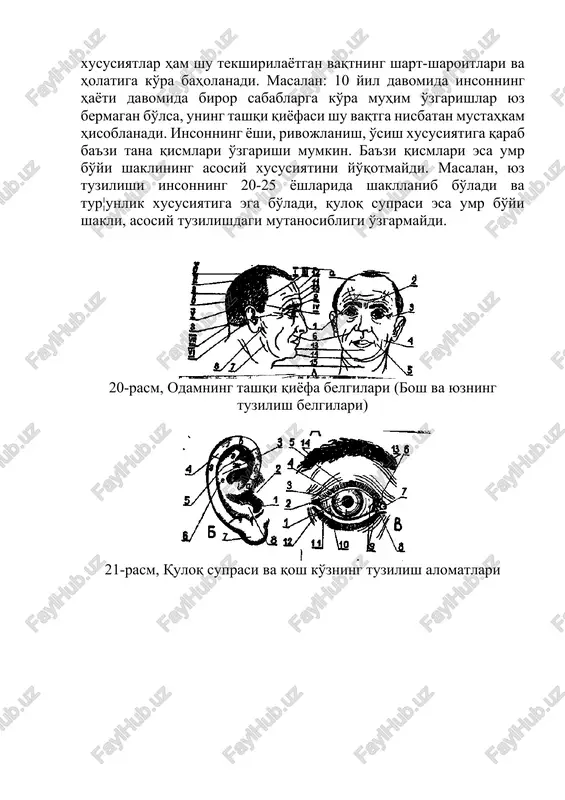 raydigan tu¦ma kamchiliklar, jismoniy majruhlik, xirurgiya davolashdagi qolgan izlar (chandiqlar), tatuirovka va boshqa alomatlar kiradi. ko'rsatilgan alohida guruh belgilari ham individuallik xususiyatini tasvirlovchi belgilar yi¦indisi bilan birgalikda baholanadi. odamning tashqi qiyofa tuzilish xususiyatlarining yana bir qimmatli tomoni ularning nisbiy o'zgarmasligi va mustahkamligidadir. nisbiylik tushunchasi inson umrining ma'lum vaqt orasidagi o'zgarmas xususiyatidir. shuning uchun ma'lum vaqt orali¦idagi nisbiy mustahkamlikka ega bo'lgan belgi xususiyatlar ham shu tekshirilayotgan vaqtning shart-sharoitlari va holatiga ko'ra baholanadi. masalan: 10 yil davomida insonning hayoti davomida biror sabablarga ko'ra muhim o'zgarishlar yuz bermagan bo'lsa, uning tashqi qiyofasi shu vaqtga nisbatan mustahkam hisoblanadi. insonning yoshi, rivojlanish, o'sish xususiyatiga qarab ba'zi tana qismlari o'zgarishi mumkin. ba'zi qismlari esa umr bo'yi shaklining asosiy xususiyatini yo'qotmaydi. masalan, yuz tuzilishi insonning 20-25 yoshlarida shakllanib bo'ladi va tur¦unlik xususiyatiga ega bo'ladi, quloq suprasi esa umr bo'yi shakli, asosiy tuzilishdagi mutanosibligi o'zgarmaydi. 20-rasm, odamning tashqi qiyofa belgilari (bosh va yuzning tuzilish belgilari) 21-rasm, quloq suprasi …