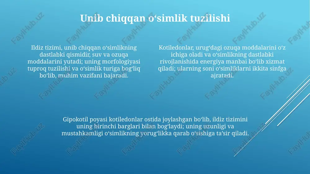 urug‘larning unib chiqishi maysalarning tuzilishi - Page 4