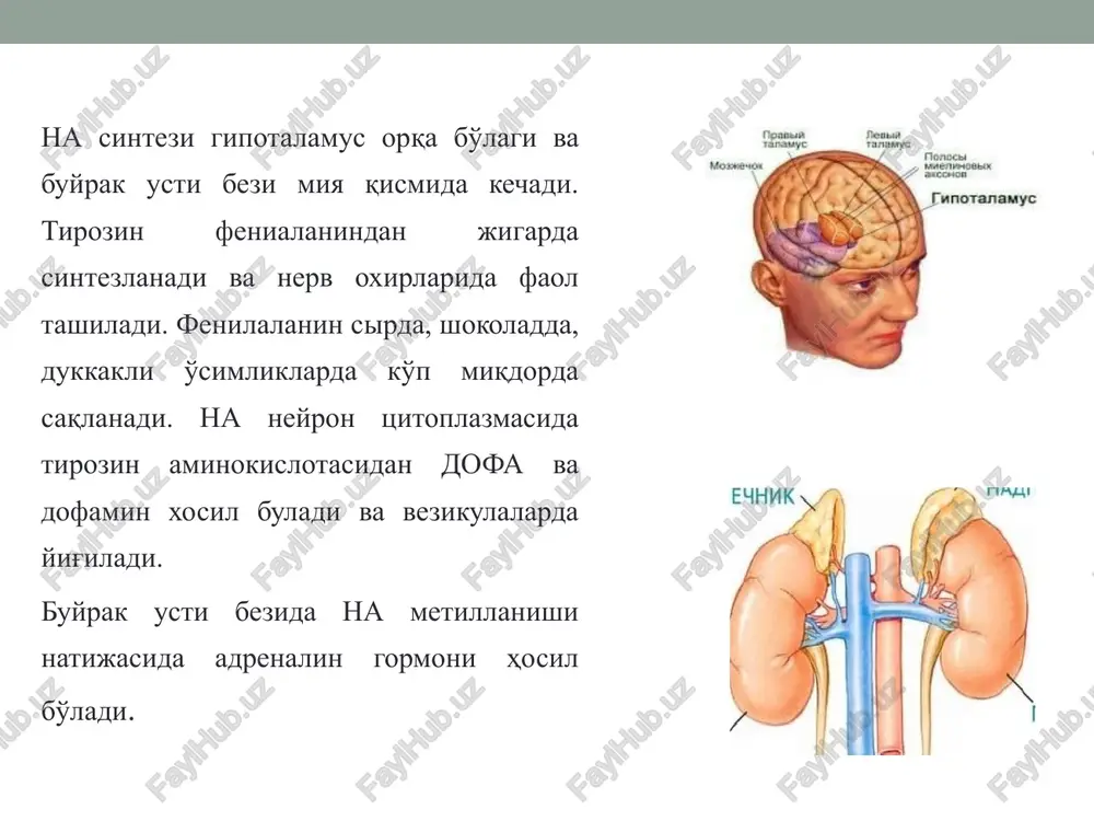 ning umumiy mikdori sarkoplazmada ko'tariladi. kuchli sistola vaqtida qon yurakdan katta kuch bilan chiqib, aorta yoyida joylashgan karotid koptokchalarining baroretseptorlarini ta'sirlaydi, shu erdan impulslar vagus markaziga o'tib, uning oxirida mediator atsetilxolin ajralishini oshiradi, atsetilxolin esa yurak urish tezligini kamaytiradi. bronxlarning silliq muskullari bo'shashadi. agar bronxospazm bo'lsa yo'qoladi mitning sfinkterlari tonusi oshadi, lekin a'zolar tonusi va harakati pasayadi. qorataloq qisqaradi, undagi qon tomirlarga o'tadi. teri, ichak, buyrakning qon tomirlari torayadi, bosh miya, o'pka, skelet mushaklar, yurak qon tomirlari kengayadi. giperglikemiya va giperlipidimiya rivojlanadi. yurak mushaklarining o2 ga bo'lgan talabi ortadi. qonda sut kislotasi miqdori ortadi. mnsni adrenalin qo'zg'atadi (bezovtalanish, tremor yuzaga keladi), mitda adrenalin parchalanib ketishi tufayli, uni faqat mahalliy yoki parenteral yo'l bilan kiritiladi - (t/o, m/i, t/i), adrenalinning ta'siri davomli emas (5 min tomirga, 30 min mushakga kiritilsa), chunki ekstraneyronal yutiladi va parchalanadi. - anafilaktik shok (bronxlarni kengayishi, qon bosimi ko'tarish uchun) - bronxial astma hurujlarini bartaraf etish - …