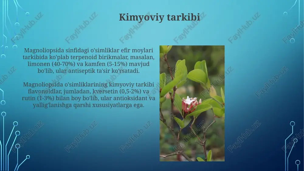 magnoliyasimonlar sinfining dorivor oʻsimliklari - Page 4