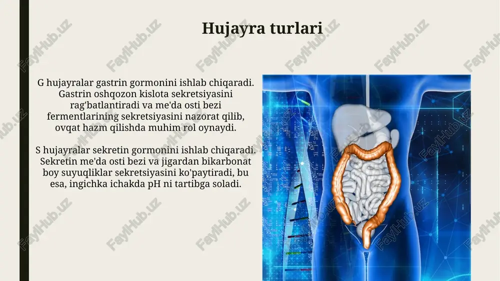 me'da ichak nayining endokrin hujayralari - Page 4