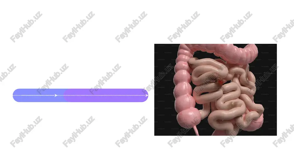 sh, displaziya, o'sma) aniqlaydi va asoratlarni (fistula, stenoz) baholaydi sales 1st qtr 2nd qtr 100 0 sales 1st qtr 2nd qtr 100 0 ingichka ichak tasviri yallig'lanish (kroun kasalligi, ileit), torayishlar, fistulalar, o'smalar (adenokarsinoma, kartsinoid o'smalar) va massalar (limfoma, metastazlar) duodenum, jejunum, ileum segmentlarida, ko'pincha mezenteriyada yoki limfa tugunlarida joylashgan. cte/mre orqali ichak devori qalinligini (>3 mm yallig'lanishga ishora) va kasallik darajasini aniqlash muhim. diagnostika aniqligi texnika va aniq patologiyaga bog'liq oshqozon tasviri oshqozon-ichak o'smalarining tasviri qorin va chanoq bo'shlig'ining batafsil kesma tasvirlarini beradigan kompyuter tomografiyasi (kt), shu jumladan kontrastli kt enterografiyasi va kt kolonoskopiyasi (virtual kolonoskopiya) o'smalarning o'lchamini, joylashuvini (masalan, to'g'ri ichak saratonidan jigar metastazi), limfa tugunlarining shikastlanishini va uzoqqa tarqalishini aniqlash imkonini beradi virtual kolonoskopiya virtual kolonoskopiya radiatsiya ta'siri an'anaviy kolonoskopiyadan kamroq, ammo mrt enterografiyasidan yuqori bo'lib, bemorni tanlashga ta'sir qiladi. ichakni tayyorlash har ikkala protsedura uchun ham muhim: yetarlicha tozalanmaganlik topilmalarni yashirishi mumkin ovqat hazm qilish tizimi …