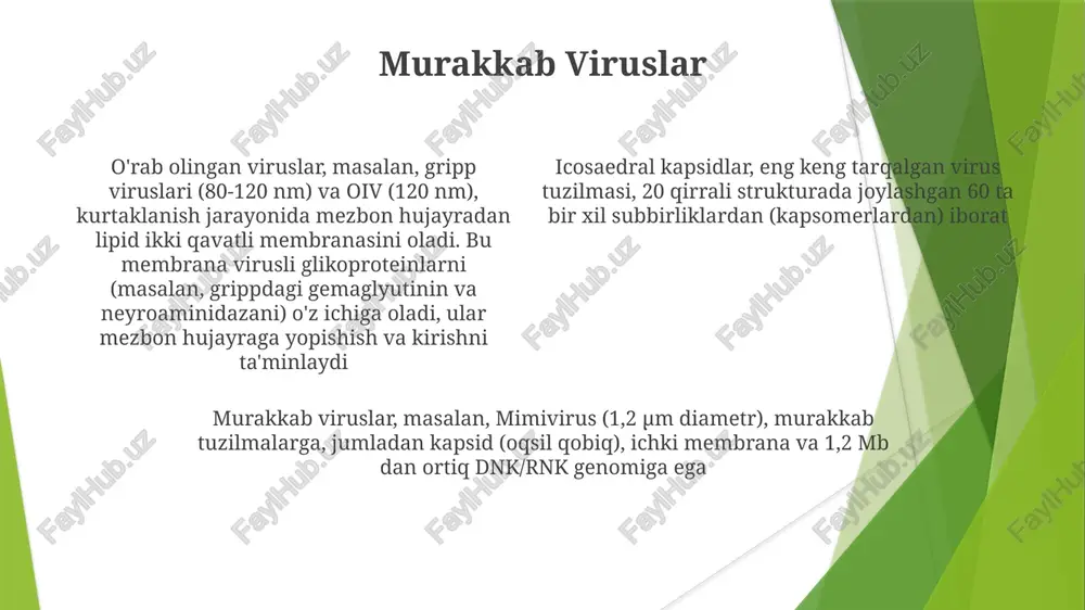 bakteriofaglari). kapsid oqsillari (kapsomerlar) himoya qatlami hosil qiladi; ba'zilarida (masalan, oiv, gripp) lipidli ikki qavatli membrana (zər) mavjud bo'lib, unga glikoproteinlar (masalan, gemaglyutinin, nevraminidaza) joylashgan. genoma o'rash: dnk viruslari ko'pincha hujayra mexanizmlaridan foydalanadi; rnk viruslari esa rnk-ga bog'liq rnk-polimerazalarni kodlaydi. virus genomi nukleokapsid ichida o'raladi; yetuklash jarayonlari yuqumlilik uchun muhimdir. yig'ilish hujayraning ma'lum joylarida (masalan, yadro, sitoplazma) sodir bo'ladi. qobiqsiz viruslar o'ralgan viruslar (masalan, gripp, oiv, koronavirus sars-cov-2) lipid ikki qavatli o'rami (~50-100 nm diametrli), glikoprotein tikanlari (masalan, grippda gemaglyutinin, nevraminidaza; sars-cov-2 da spike protein) bilan qoplangan bo'lib, mezbon hujayraga kirishni ta'minlaydi virus turlarining genom hajmi (masalan, 10kb–1.5mb) juda xilma-xil. bir zanjirli (ss) rnk viruslari (masalan, gripp, poliomiyelit, sars-cov-2) yoki ikki zanjirli (ds) dnk viruslari (masalan, adenoviruslar, herpesviruslar) viruslarning tuzilishi juda xilma-xil. ikosaedrsimon kapsidlar (masalan, adenoviruslar, ~80-100 nm), 20 uchburchak yuz va 12 uchidan iborat bo'lib, genomni (dnk yoki rnk) himoya qiladi. spiralsimon kapsidlar (masalan, tamaki mozaikasi virusi), takrorlanuvchi oqsil …