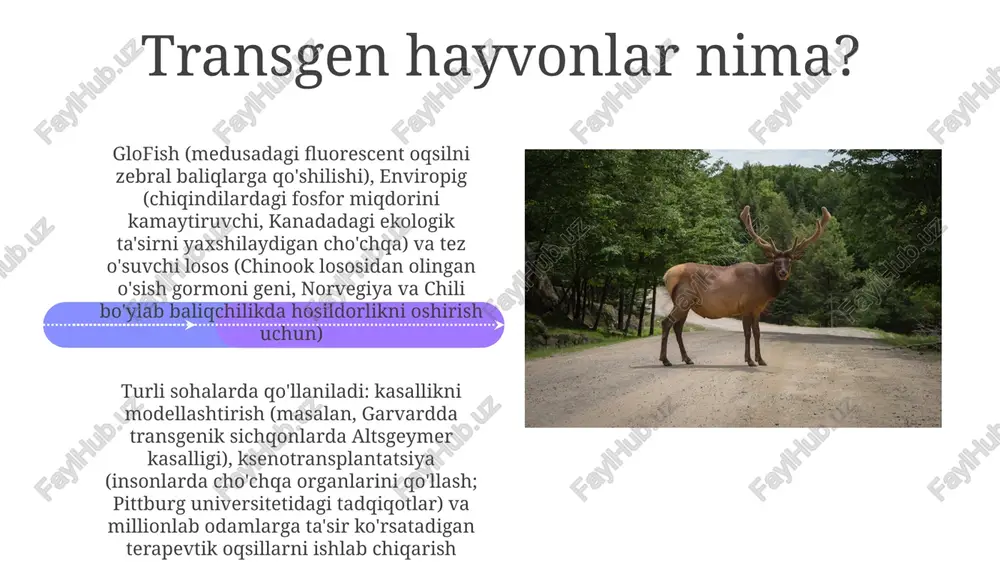 transgen hayvonlar - Page 4