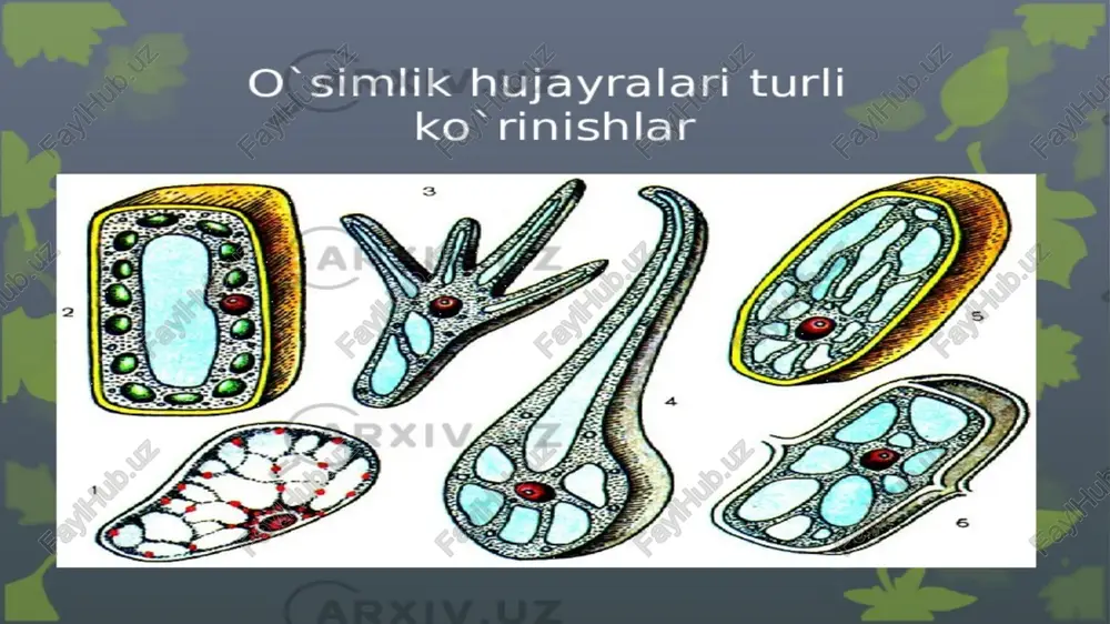 o‘simlik hujayrasining tuzilishi va funksiyalari - Page 4