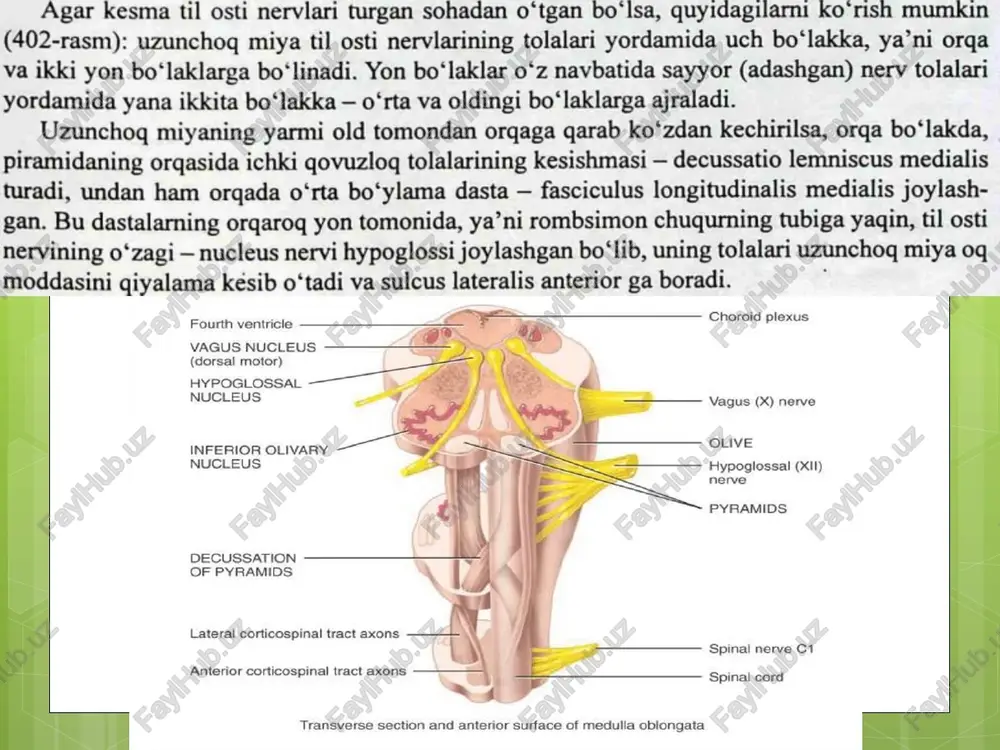 uzunchog miyani anatomiya - Page 4