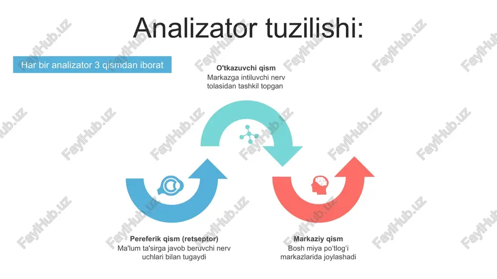 zoqka qaraganda 58d yaqin masofada esa — 70d. shox parda, gavhar orqali sariq dog` markaziga o`tgan chiziqqa ko`ruv o`qi deb ataladi. narsalarning tasviri to`r pardaga kichkina va teskari bo`lib tushadi. narsa ko`zdan qancha narida tursa, to`r pardadagi tasviri shuncha kichik bo`ladi va aksincha narsa ko`zga qancha yaqinroq tursa to`r pardadagi tasvir o`shancha katta bo`ladi. narsalarning tabiiy ravishda ko`rilishi hayot tajribasiga bog`liq. koʻz akkomodatsiyasi akkomodatsiya ko`zning moslanishi bo`lib ya'ni ko`zning uzoqni va yaqinni ko`rishini ta'minlaydi. ko`z akkomodatsiyasi ko`z soqqasini harakatga keltiruvchi nervini parasimpatik tolalari bilan ta'minlangan kipriksimon muskullarni reflektor qisqarishi natijasida gavharni elastikligi o`zgarishi bilan vujudga keladi. odam yaqindan narsalarga qaraganda gavhar qavariqroq bo`ladi, uzoqdan narsalarga qaraganda esa yassiroq bo`ladi. ko’rish o’tkirligi. ikkita buyum bir-biriga qo’shilib ketmasdan ular oralig’idagi eng kichik masofa bilan belgilanadi. ko’rish o’tkirligi maxsus golovin jadvali yordamida aniqlaniladi. ko`zning ko`rish maydoni. ko`zni harakatlantirmay turganda atrofdagi buyumlarni, ularning rangini ko`ra olish xususiyati ko`rish maydoni deb ataladi. bolalarning ko`zi katta …