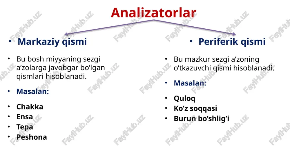 eshituvvavestibulyaranalizatorlarfiziologiyasi - Page 4