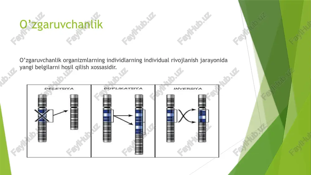 genetikaning nazariy va amaliy ahamiyati. dnk replikatsiyasi - Page 4