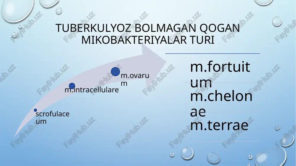 a bo‘yaladi mycobacterium bovis – odatda sigirlarda uchraydi, odamga sut orqali yuqishi mumkin mycobacterium africanum – afrika mintaqalarida uchraydi mycobacterium microti – asosan hayvonlarda infeksiya manbai: faol sil bilan kasallangan odam (asosan o‘pka sili) bakteriyalar yo‘tal, aksa urish, nafas chiqarish orqali havo-tomchi yo‘li bilan yuqadi yuqtirish yo‘llari: 1. havo-tomchi yo‘li (eng asosiy yo‘l) 2. kamdan-kam hollarda – kontaminatsiyalangan oziq-ovqat (masalan, sigir suti orqali) 3. juda kam hollarda – teri orqali, transplantatsiya, yoki intrauterin (ona qornida) yuqtirish xavfini oshiruvchi omillar: immunitetning zaiflashuvi (masalan, oiv-infeksiya) yomon ijtimoiy-gigiyenik sharoitlar to‘yib ovqatlanmaslik sil bilan uzoq aloqada bo‘lish ichimlik va narkotik vositalardan foydalanish mikobakteriyaning o‘zgaruvchanligi va yashash shakli bakteriya persistensiyasi alohida patogenetik ahamiyatga ega. in vitro ‘ya in vivo laborator tajribalar shuni ko‘rsatdiki, bakteritsid bo‘lgan izoniazid va pirazinamid preparatlari mikobakteriyalarni faqat ulaming ko‘payish davridagina nobud qiladi, agarmikobakteriyalarning metabolik faolligi sust davrda bo'lsa (ya’ni akterial o'sish deyarli to'liq to'xtagan va bakteriyalami “uyqu holatida” deyish mumkin), bakteritsid …