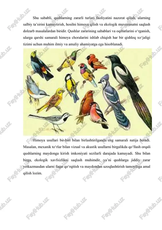 oliyatiga yetkazadigan zararini kamaytirish maqsadida turli himoya usullari ishlab chiqilgan. ularning asosiy maqsadi – qushlarni xo‘jalik hududidan uzoqlashtirish, ularga zarar yetkazmasdan, hosilni saqlash va iqtisodiy yo‘qotishlarni kamaytirishdir. qushlardan himoyalanishning usullari asosan mexanik, vizual, akustik va biologik turlarga bo‘linadi. 2.1. mexanik usullar mexanik usullar eng qadimiy va eng ko‘p qo‘llaniladigan usullardan biri bo‘lib, ular qushlarning hududga kirishini jismonan to‘sib qo‘yadi. ushbu usullar quyidagilarni o‘z ichiga oladi: · to‘r va panjalar: don, sabzavot va meva maydonlarini maxsus to‘rlar bilan qoplash qushlarning mahsulotga yetib borishini to‘sadi. bu usul kichik bog‘lar, uzumzorlar va ekin dalalari uchun samaralidir. · tarmoqlar va simlar: meva daraxtlari va uzumzorlarda tarmoqlar o‘rnatish orqali qushlar osongina po‘stloqqa yetib bora olmaydi. shu bilan birga, bu usul tabiatga zarar yetkazmaydi va ekologik toza hisoblanadi. · uya qurilishini oldini olish: qurilish yoki elektr simlariga qushlar uya qura olmasligi uchun maxsus qoplamalar yoki simlar o‘rnatiladi. 2.2. vizual usullar qushlar ko‘rish orqali atrof-muhitni kuzatadi, shuning …