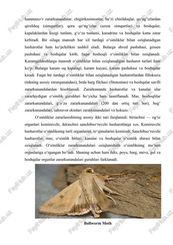 lardan hisoblanadi. zararkunanda hasharotlar va kanalar ular zararlaydigan oʻsimlik guruhlari boʻyicha ham tasniflanadi. mas, boshoqlilar zararkunandalari, gʻoʻza zararkunandalari (200 dan ortiq turi bor), bogʻ zararkunandalari, sabzavot ekinlari zararkunandalari va hokazo. oʻsimliklar zararlanishining asosiy ikki turi farqlanadi: birinchisi — ogʻiz organlari kemiruvchi, ikkinchisi sanchibsoʻruvchi hasharotlarga xos. kemiruvchi hasharotlar oʻsimlikning turli organlarini, toʻqimalarini kemiradi. sanchibsoʻruvchi hasharotlar, mas, oʻsimlik bitlari, kanalar va boshqalar oʻsimlik shirasi bilan oziqlanadi. oʻsimliklar zararkunandalari oziqlanishida oʻsimlikning maʼlum organlariga oʻrgangan boʻladi. shuning uchun ham ildiz, poya, barg, meva, gul va boshqalar organlar zararkunandalari guruhlari farklanadi. bollworm moth oʻsimliklar zararkunandalari tarqalishi va turlar kompleksining shakllanishi tashqi muhitning oʻzgaruvchanligi hamda turlarning ekologik moslashuvi bilan uzviy bogʻliq. har bir tur oʻzi uchun qulay hududga joylashadi. hasharot va kanalarning rivojlanishi hamda koʻpayishi uchun temperatura sharoiti muhim ahamiyatga ega. har bir tur uchun maʼlum temperatura rejimi zarur. sutkalik oʻrtacha samarali temperatura yigʻindisiga qarab hasharotlarning paydo boʻlishi, rivojlanishi, mavsumda nasl berishini taxminan aniqlash mumkin. oʻsimliklar …