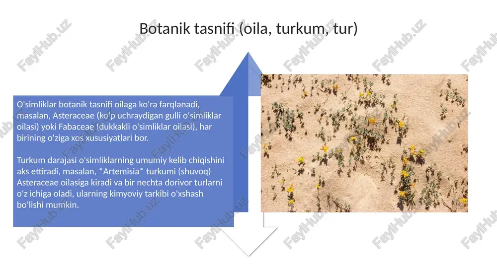 choʻlmintaqa sidagi tarqalgan dorivor oʻsimliklar taksonomert yasi - Page 4