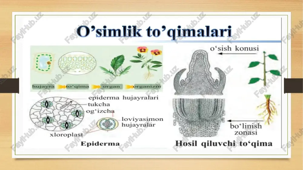 to’qima xillari va vazifalari - Page 4