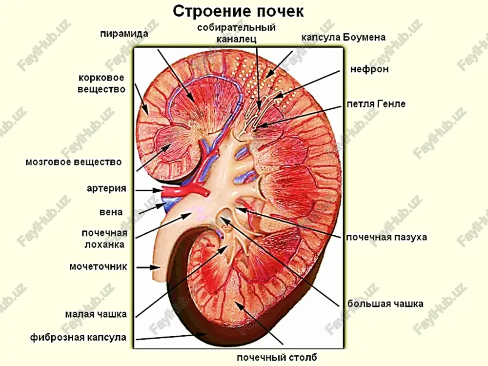 l education, 2019. 4.koeppen, b.m., stanton, b.a. berne & levy physiology, 7th edition, elsevier, 2017. 5.vander, sherman, luciano. human physiology: the mechanisms of body function, mcgraw-hill, 15th edition, 2018.