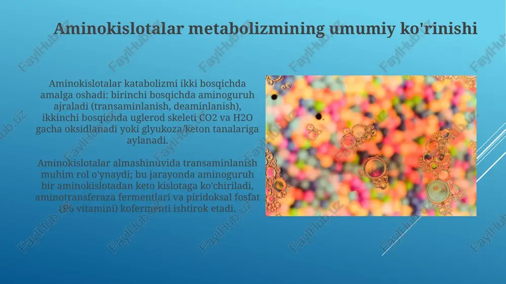 tishda, siydik hosil boʻlishida va kislota-asos muvozanatini saqlashda. prolin metabolizmi xususiyatlari prolinning siklik tuzilishi uning metabolizmiga ta'sir qiladi; prolin gidroksilazasi uni 4-gidroksiprolinga aylantiradi, bu kollagen barqarorligi uchun muhimdir va s vitamini talab qiladi. prolin metabolizmida pirrolin-5-karboksilat (p5c) muhim oraliq mahsulot hisoblanadi; u prolin va glutamat o'rtasidagi metabolik yo'llarni bog'laydi va energiya ishlab chiqarishga yordam beradi. metabolik kasalliklar va ularning klinik ahamiyati fenilketonuriya, bir autosomal retsessiv kasallik, fenilalanin gidroksilaza fermenti yetishmovchiligi tufayli yuzaga keladi, bu esa konda fenilalanin darajasining 20 marta oshishiga olib keladi. maple syrup urine kasalligi (msud), branched-chain α-keto kislota degidrogenaza kompleksining defekti natijasida yuzaga keladi, leysin, izolöysin va valin darajasining 10 barobar oshishiga olib keladi. e'tiboringiz uchun rahmat image1.jpg image2.jpg image3.jpg image4.jpg image5.jpg image6.jpg image7.jpg image8.jpg image9.jpg image10.jpg image11.jpg image12.jpg image13.jpg image14.jpg image15.jpg image16.jpg image17.jpg