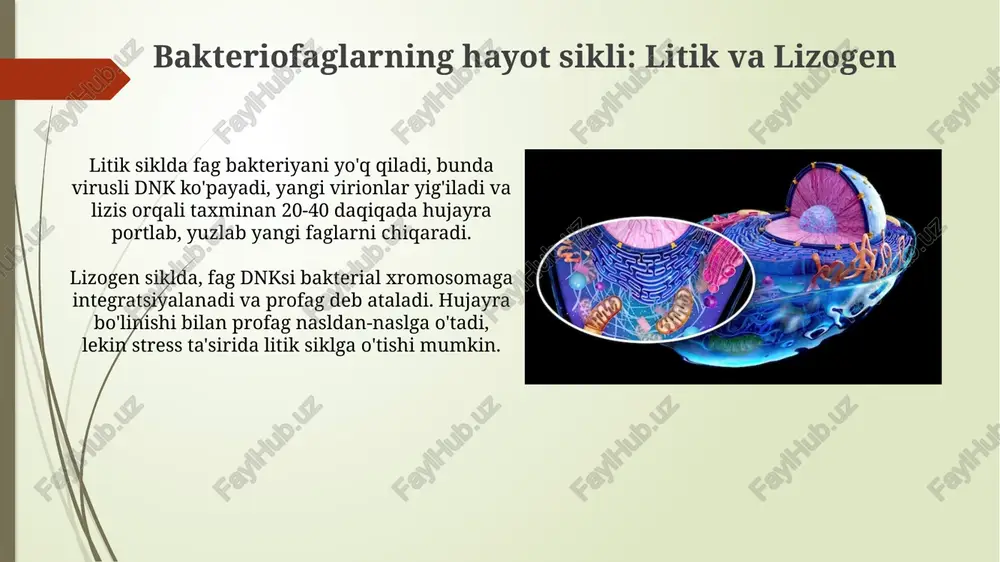 bakteriofaglar marfalogiyasi - Page 4