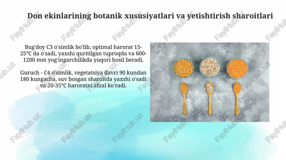 asosiy don ekinlarining turlari - Page 4