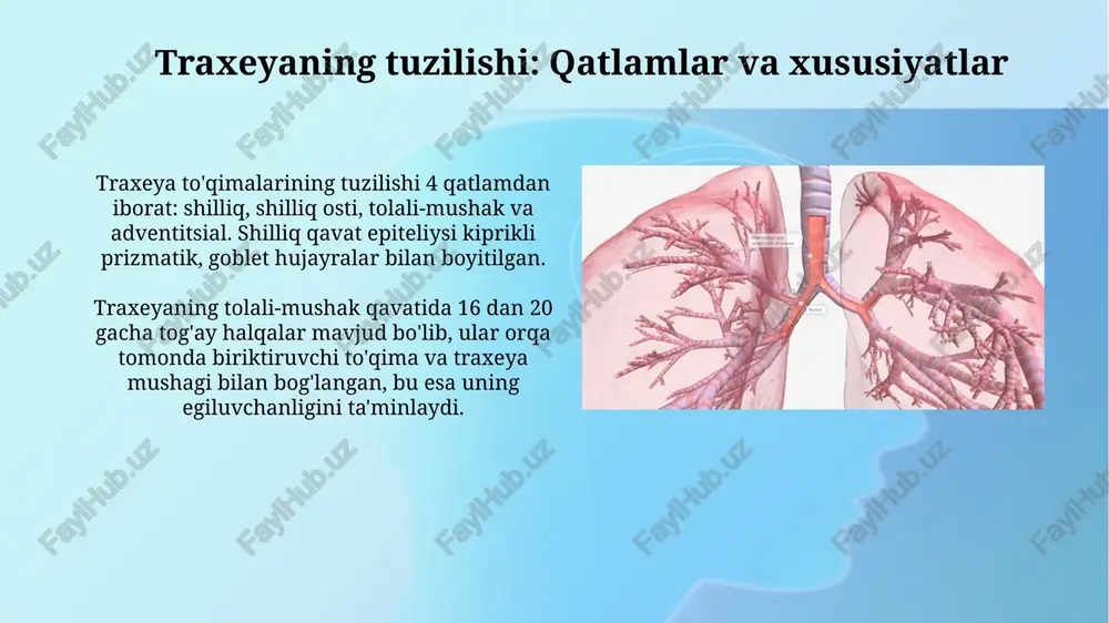 traxeya va bronxlarning anatomik tuzilishi - Page 4