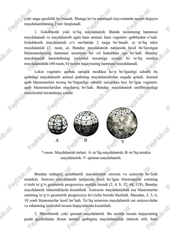 ng meridional chizig‘idan o‘tadi; 2) ekvatorial egat zigotaning ekvator chizig‘idan o‘tadi; 3) longitudinal egat – zigotaning ekvatoriga parallel o‘tadi; 4) tangensial egat – tangensial yo‘nalishda o‘tadi. zigotaning maydalanish jarayoni tuxum hujayraning sitoplazmasidagi oziqa miqdoriga bog‘liq, negaki, oziqa moddaning ko‘pligi maydalanishni qiyinlashtiradi yoki unga qarshilik ko‘rsatadi. shunga ko‘ra umurtqali hayvonlarda tuxum hujayra maydalanishnning 2 turi farqlanadi. 1. goloblastik yoki to‘liq maydalanish. bunda tuxumning hammasi maydalanadi va maydalanish egati ham animal, ham vegetativ qutblardan o‘tadi. goloblastik maydalanish o‘z navbatida 2 turga bo‘linadi: a) to‘liq tekis maydalanish (7- rasm, a). bunday maydalanish natijasida hosil bo‘layotgan blastomerlarning hammasi taxminan bir xil kattalikka ega bo‘ladi. bunday maydalanish lansetnikning izolesital tuxumiga xosdir; b) to‘liq notekis maydalanishda (40-rasm, b) tuxum hujayraning hammasi maydalanadi. lekin vegetativ qutbda sariqlik moddasi ko‘p bo‘lganligi sababli bu qutbdagi maydalanish animal qutbning maydalanishidan orqada qoladi. animal qutb blastomerlari tezroq bo‘linganligi sababli sariqlikka boy bo‘lgan vegetativ qutb blastomerlaridan maydaroq bo‘ladi. bunday maydalanish amfibiylardagi mezolesital …