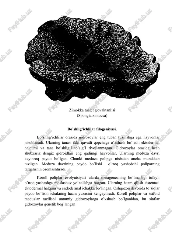 v tubida o‘rmalovchi, qorin tomonida, ya’ni og‘iz atrofida kipriklar bilan qoplangan maydonchaga ega boigan turlar hisoblanadi. bu kiprikli maydoncha to‘g‘ri ichaklilaming kiprikli epiteliysi to‘garak chuvalchanglar filogeniyasi ko‘pchilik olimlaming fikricha filogenetik jihatdan to'garak chuval- changlar kiprikli yassi chuvalchanglarga yaqin turadi. bu ikki guruh o‘rtasida o'xshashlik tuban tuzilishga ega bo‘lgan vakillarda ko‘proq ko‘zga tashlanadi. og‘izaylangichlilar vaqorinkipriklilaming tanasidakipriklar bilan qop- langan joylaming bo‘lishi, protonefridiylari, halqumi va jinsiy bezlarining tuzilishiga ko ‘ra kiprikli chuvalchanglarga yaqin turadi. to ‘garak chuval- changlaming nerv sistemasi prinsip jihatdan kiprikli chuvalchanglamikidan farq qilmaydi. nematodalarning og‘iz teshigi tanasining oldingi uchida joylashganligini bilamiz. yassi chuvalchanglar orasida faqat to‘g‘ri ichak- lilarda og‘iz teshigi ana shunday terminal, ya’ni tanasi uchki qismida joylashgan. ayrim jinsli xususiyatini hisobga olmaganimizda to‘garak chuvalchanglar jinsiy sistemasining tuzilishi (xususan, og‘izaylangichlilarda sariqdonlaming bo‘lishi) ham kiprikli chuvalchanglarga o‘xshash bo‘ladi. birlamchi tana bo‘shlig‘i, orqa ichak va anal teshigining rivojlanganli- gi bilan to‘garak chuvalchanglar yassi chuvalchanglardan farq qiladi. lekin bu belgilar progressiv evolyutsiya …