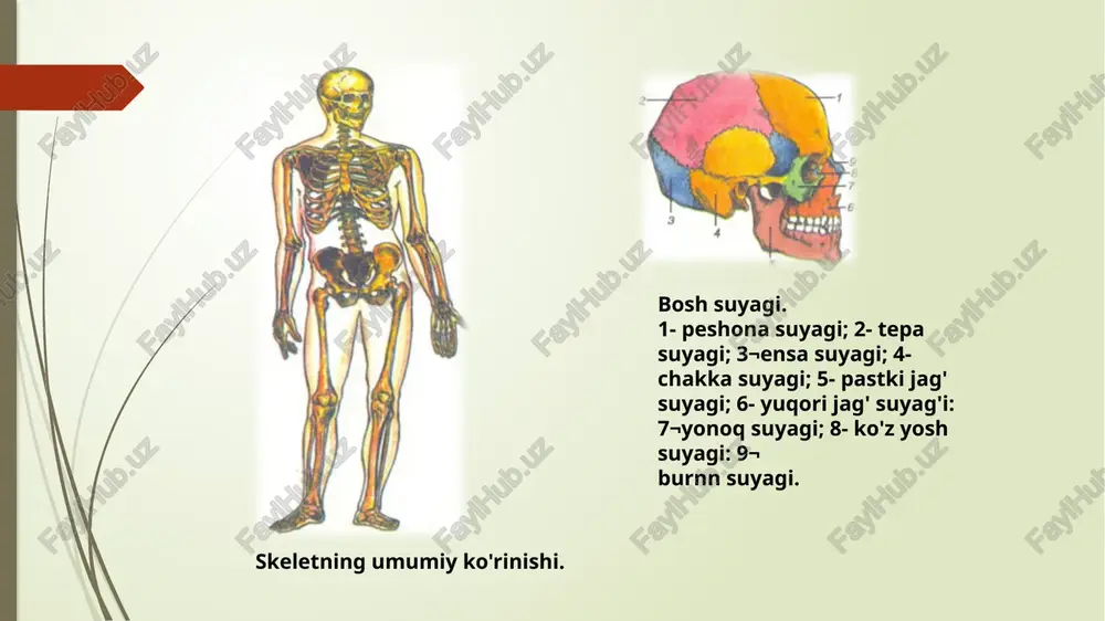 lning tashqi tomonida, tirsak suyagi qo'lning ichki tomonida joylashgan. bu suyaklarning yuqorigi uchi yelka suyagi bilan birikib, tirsak bo'g'imini hosil qiladi, pastki uchi esa bilakuzuk (kaft usti) suyaklari bilan birikadi. qo 'i panja suyaklari uch qismdan: kaft usti, kaft va barmoq suyaklaridan iborat. kaft usti suyaklari 8 ta bo'lib, ular 4 tadan ikki qator bo'lib joylashgan. kaft suyaklari 5 ta bo'ladi. barmoq suyaklari bosh barmoqda 2 tadan, qolganlarida 3 tadan bo'ladi. qo'l suyaklari. 1- o'mrov suyagi; 2¬kurak suyagi; 3- yelka suyagi; 4- tirsak suyagi; 5- bilaguzuk (kaft usti) suyaldarl: 6- kaft suyak¬lari: 7- barmoq suyaklari: 8- bilak suyagi. oyoq suyaklari. oyoq suyaklari ikki guruhga: oyoq kamari (chanoq) va oyoqning erkin suyaklariga bo'linadi. oyoq kamari ikki tomondan nomsiz suyaklardan, orqa tomondan dumg'aza va dum umurtqa suyaklaridan tashkil topgan. chanoq suyagining yuqori qismi ken¬gaygan bo'lib, katta chanoq deb ataladi, pastki qismi toraygan bo'lib, kichik cha¬noq deb ataladi. kichik chanoq bo'swig'ida to'g'ri ichak, …