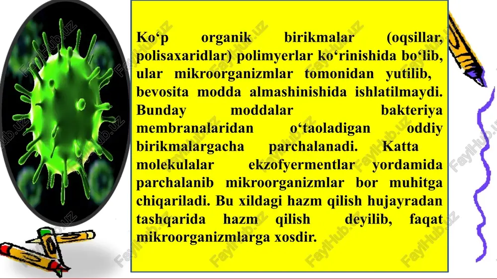 ar (aer – havo so‘zidan olingan); 2) anaeroblar – havodagi erkin kisloroddan nafas olmaydigan mikroorganizmlar (an-yo‘q, aer – havo so‘zidan olingan). 3)fakultativ anaeroblar – molekulyar kislorodning bor-yo‘qligiga qaramay yashaydi va rivojlanadi (ko‘pincha patogen va saprofit mikroblar). ‹#› bakteriyalarning turli darajadagi kislorodga bog'liq bo'lgan suyuq oziqada o'sish xususiyatlari mikroorganizmlarning nafas olishi bir necha bosqichda o'tadi: 1 bosqich- glyukoza parchalanib uzum kislotasi xosil qiladi bu jarayonni glikoliz deb ataladi. 2 bosqich – uzum kislotasi parchalanib, karbonat angidrid va suv xamda boshqa (limon, yantar, sirka) kislotalar xosil bo'ladi. bu jarayon krebs tsikli deb ataladi. ‹#› mikroorganizmlar ham boshqa tirik organizmlar kabi o‘sadi va ko‘payadi. o‘sish deganda hujayradagi butun moddalar ( oqsil, rnk, dnk va boshqalar ) ko‘payishi tushiniladi. o‘sish natijasida hujayraning kattaligi va massasi oshadi. hujayraning kattaligi ma’lum darajaga etkandan so‘ng, u ko‘paya boshlaydi. ko‘payish jinsiy va jinssiz bo‘ladi. ko‘payish deb mikroorganizm hujayra sonining oshishiga aytiladi. ko‘payish ko‘ndalangiga bo‘linish yo‘li bilan, cho‘zilish yo‘li …