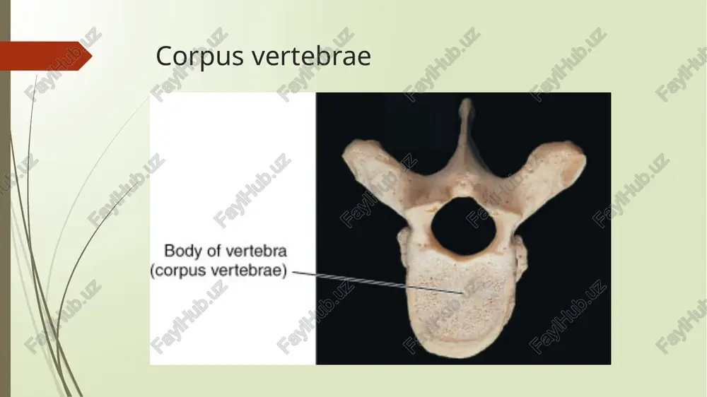 birikishi (yuqoridan ko’rinishi) bo’yin umurtqalarining o’zaro birikishi umurtqalarning o’ziga xos xususiyatlari: ko’krak umurtqalari (vertebrae thoracicae) tanasi bo’yin umurtqalari tanasiga qaraganda birmuncha yirik. 1-ko’krak umurtqasidan 12-ko’krak umurtqasiga tushgan sari ularning kattaligi ortib boradi. ko’ndalang o’siqlari (processus transversus) lateral va orqa tomonga yo’nalgan. o’tkir o’siqlari (processus spinosus) ham bo’yin umurtqalarinikidan birmuncha uzun bo’lib , bir-birini cherepitsa singari yopib turadi. bo’g’im o’siqlari frontal yuzada joylashadi. yuqorigi bo’g’im o’siqlari bo’g’im yuzasi orqaga, pastki umurtqalarning bo’g’im yuzasi old tomonga qarab turadi. !!!eng asosiy farqlaridan biri – ularning tanasi va ko’ndalang o’siqlarida qovurg’alarning birikishi uchun chuqurchalar (fovea costalis) mavjud. tanasi bo’yin umurtqalari tanasiga qaraganda birmuncha yirik. ko’ndalang o’siqlari (processus transversus) lateral va orqa tomonga yo’nalgan. o’tkir o’siqlari (processus spinosus) ham bo’yin umurtqalarinikidan birmuncha uzun bo’lib , bir-birini cherepitsa singari yopib turadi bo’g’im o’siqlari frontal yuzada joylashadi. yuqorigi bo’g’im o’siqlari bo’g’im yuzasi orqaga, pastki umurtqalarning bo’g’im yuzasi old tomonga qarab turadi. fovea costales i, xi, xii ko’krak …
