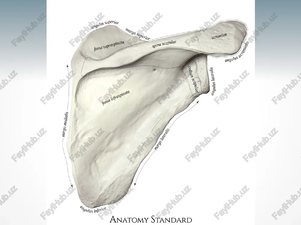 iya shaklidagi suyak (os trapezium), trapetsiyasimon suyak (os trapezoideum) boshchali suyak (os capitatum) yuqoriga qarab yo‘nalgan boshchasi bilan boshqa suyaklardan ajralib turadi va ilmoqli suyak (os hamatum)dan tashkil topgan. ilmoqli suyakning kaft tomon yo‘nalgan ilmog‘i (hamulus ossis hamati) bor. kaft usti suyaklarining nomlari shakllariga mos keladi, ularning har birida bir-biri bilan qo‘shiladigan mos bo‘g‘im yuzalari va ba’zilarida kaft yuzalariga turtib chiqqan g‘adir-budur do‘mboqlari bo‘ladi. ossa carpi suyaklari orqa tomonga qavarib, oldingi kaft tomonga botib, kaft egati - sulcus carpi ni hosil qiladi. egatchani bosh barmoq tomondan qayiqsimon va trapetsiyasimon suyaklar (do‘mboqlari bilan), jimjiloq tomondan ilmoqli suyak ilmog‘i va no‘xatsimon suyaklar chegaralaydi. kaft suyaklari (ossa metacarpalia) beshta kalta naysimon suyakdan tuzilgan bo‘lib, bosh barmoq tomondan sanalganda i, ii va hokazo nomlar bilan ataladi. har bir kaft suyagining tubi (basis), tanasi (corpus) va dumaloq shakldagi boshchasi (caput) tafovut qilinadi. barmoq suyaklari (phalanges digitorum) barmoq suyaklari (phalanges digitorum) kaft suyaklariga o‘xshash kalta naysimon …