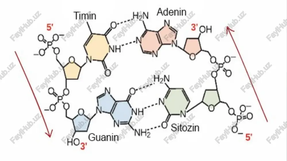 ha tirik organizmlarda muhim rol o'ynaydi, chunki ular oqsil va dnk/rnk sintezi uchun zarur. ular organizmlarda oqsillar, fermentlar, vitaminlar va nuklein kislotalar (dna va rna) kabi muhim biokompozitsiyalar qurilish bloklarini tashkil etadi va ular dnk replikatsiyasi, genetik kodning transkripsiyasi, oqsil sintezi va energiyaning metabolizmi kabi hayotiy jarayonlarda ishtirok etadi. asosiy minor azot asoslari aminokislotalar: bu oqsillarning qurilish bloklari hisoblanadi. barcha 20 ta aminokislotada azot atomi mavjud. nuklein kislotalar: bu dnk (deoksiribonuklein kislotasi) va rnk (ribonuklein kislotasi) hisoblanadi. ularning tarkibiga kiruvchi pirimidinlar (sitozin, timin va uratsil) hamda purinlar (adenin va guanin) azot bazalaridir. muhim ahamiyati oqsillar va fermentlar sintezi: aminokislotalar oqsillar va fermentlar sintezi uchun zarurdir. fermentlar esa metabolik jarayonlarni tezlashtiruvchi oqsillardir. genetik ma'lumotlarni saqlash va uzatish: dnk tarkibidagi azot bazalari genetik ma'lumotlarni saqlaydi va keyingi avlodlarga uzatadi. energiya almashinuvi: atp (adenozin trifosfat) kabi energiya molekulalari tarkibida adenin bor, bu esa energiya almashinuvida muhim ahamiyat kasb etadi. vitaminlar va gormonlar sintezi: …