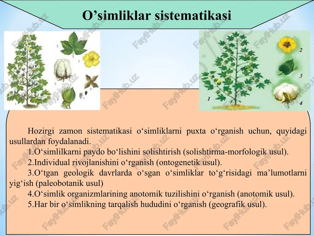 di. tuban o‘simliklardan suv o‘tlari va lishayniklar avtotrof yo‘l bilan oziqlanadi. hozirda tuban o’simliklarning 200 mingdan ortiq turi aniqlangan (ko‘pi suvda). shundan 3000 dan ortiq tur va shakllari o‘zbekistonda tarqalgan. tuban o’simliklar - thallophyta. tuban o‘simliklarga miksomitsetlar (shilimshiqlar) bo‘limi va xlorofillga ega bo‘lmagan zamburuqlar kiradi, lishayniklar simbioz organizmlar (tarkibida suvo‘tlar va zamburug‘lar) alohida bo‘limni tashkil etadi. tuban o‘simliklar to‘g‘risidagi fan boshqa ilmiy fanlarga asos bo‘ladi. mikrobiologiya bakteriyalarni o‘rganadi. mikologiya zamburug‘lar biologiya va amaliy ahamiyatini, virusologiya – viruslarni, algologiya – suvo‘tlarni o‘rganadi. bu tuban tuzilishga ega bo‘lgan avtotrof o‘simliklar bo‘lib faqat suvda hayot kechiradi. bunday suvo‘ttoifalar hujayrasidagi pigmentlar, xromatoforlar fotosintez natijasida hosil bo‘ladigan organik modda, ko’payish usullari, xivchinlarining tuzilishlariga ko‘ra bir necha bo‘limlarga ajratiladi. 1. cyanophyta – ko‘k – yashil suvo‘tlar bo’limi. 2. rhodophyta – qizil suvo‘tlar bo’limi. 3. chlorophyta – yashil suvo‘tlar bo’limi. 4. chrysophyta – oltin tusli suvo‘tlar bo’limi. 5. xanthophyta, – har – xil xivchinli yoki sariq yashil …